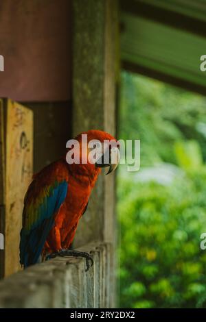 Perroquet macaw rouge assis sur la clôture en bois sur fond de forêt Banque D'Images