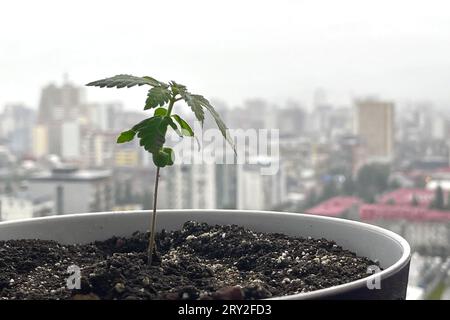 Marijuana plante de cannabis dans le pot afainst fenêtre avec vue sur la ville moderne Banque D'Images