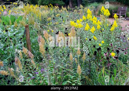 Grasslands Garden plante des fleurs en automne au Horniman Museum à Forest Hill South London Angleterre Royaume-Uni septembre 2023 KATHY DEWITT Banque D'Images