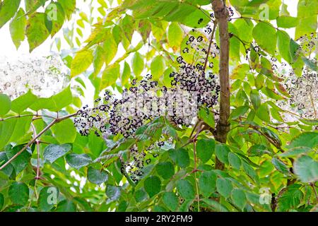 Japonais Aralia elata au Horniman Museum Garden à l'automne Londres Angleterre Royaume-Uni KATHY DEWITT Banque D'Images