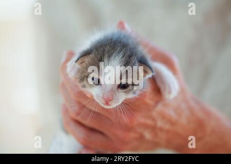 Curieux petit chaton assis dans la main humaine sur fond blanc Banque D'Images