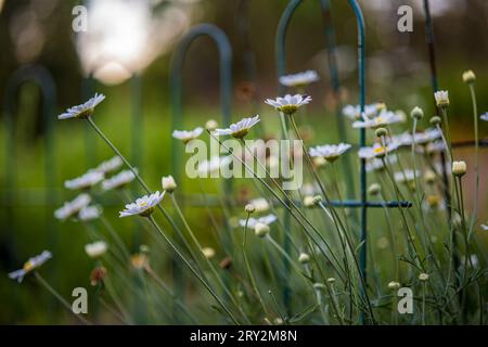 « Se prélasser dans l'étreinte apaisante des fleurs de camomille 🌼🌿. Banque D'Images