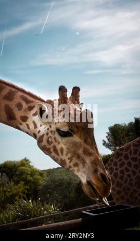 Une girafe sortant de sa langue essayant d'atteindre le récipient avec de la nourriture Banque D'Images