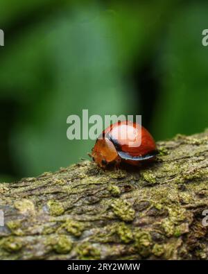 Images macro extrêmes d'insectes avec des détails nets Banque D'Images