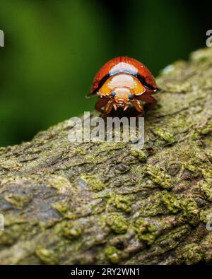 Images macro extrêmes d'insectes avec des détails nets Banque D'Images