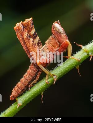 Images macro extrêmes d'insectes avec des détails nets Banque D'Images