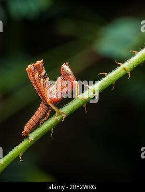 Images macro extrêmes d'insectes avec des détails nets Banque D'Images