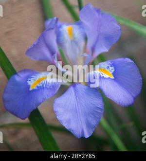 Iris Unguicularis Banque D'Images