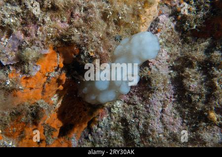 White Sea-Squirt (Phallusia mamillata) en mer Méditerranée Banque D'Images