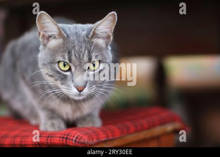 chat tabby aux yeux jaunes gris court assis sur une chaise Banque D'Images