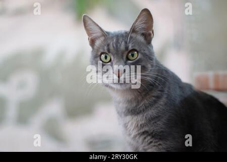Chat tabby aux yeux jaunes gris court avec moustaches blanches assis sur une chaise. Beau chat gris avec les yeux verts regardant la caméra. Mise au point sélective. Banque D'Images