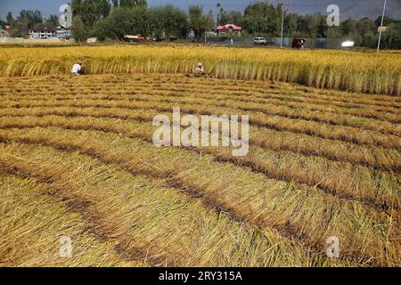 Srinagar, Inde. 28 septembre 2023. 28 septembre 2023, Srinagar Cachemire, Inde : les agriculteurs travaillent dans un champ de rizières pendant la saison de récolte à la périphérie de Srinagar. Cette année, la production de riz au Cachemire devrait diminuer en raison d’un important déficit pluviométrique et de températures exceptionnellement élevées en septembre, battant des records centenaires. L'Inde, le deuxième producteur mondial de riz, détient une part de marché mondiale de 40 %. Le 28 septembre 2023 à Srinagar Cachemire, Inde. (Photo de Firdous Nazir/Eyepix Group) crédit : EYEPIX Group/Alamy Live News Banque D'Images