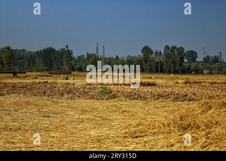 Srinagar, Inde. 28 septembre 2023. 28 septembre 2023, Srinagar Cachemire, Inde : les agriculteurs travaillent dans un champ de rizières pendant la saison de récolte à la périphérie de Srinagar. Cette année, la production de riz au Cachemire devrait diminuer en raison d’un important déficit pluviométrique et de températures exceptionnellement élevées en septembre, battant des records centenaires. L'Inde, le deuxième producteur mondial de riz, détient une part de marché mondiale de 40 %. Le 28 septembre 2023 à Srinagar Cachemire, Inde. (Photo de Firdous Nazir/Eyepix Group) crédit : EYEPIX Group/Alamy Live News Banque D'Images