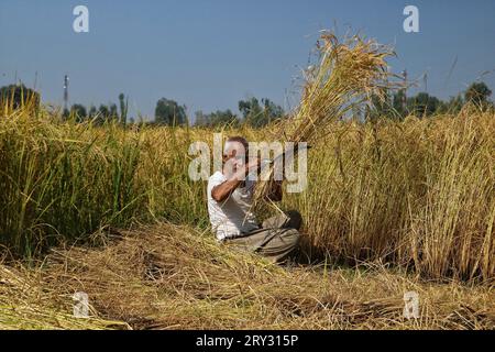 Srinagar, Inde. 28 septembre 2023. 28 septembre 2023, Srinagar Cachemire, Inde : Un agriculteur cachemiri travaille dans un champ de rizières pendant la saison de récolte à la périphérie de Srinagar. Cette année, la production de riz au Cachemire devrait diminuer en raison d’un important déficit pluviométrique et de températures exceptionnellement élevées en septembre, battant des records centenaires. L'Inde, le deuxième producteur mondial de riz, détient une part de marché mondiale de 40 %. Le 28 septembre 2023 à Srinagar Cachemire, Inde. (Photo de Firdous Nazir/Eyepix Group) crédit : EYEPIX Group/Alamy Live News Banque D'Images