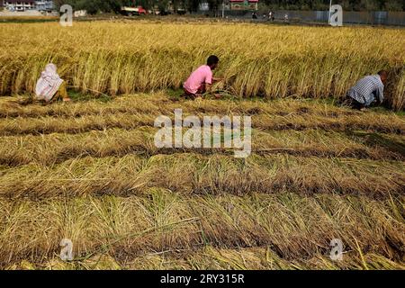 Srinagar, Inde. 28 septembre 2023. 28 septembre 2023, Srinagar Cachemire, Inde : les agriculteurs travaillent dans un champ de rizières pendant la saison de récolte à la périphérie de Srinagar. Cette année, la production de riz au Cachemire devrait diminuer en raison d’un important déficit pluviométrique et de températures exceptionnellement élevées en septembre, battant des records centenaires. L'Inde, le deuxième producteur mondial de riz, détient une part de marché mondiale de 40 %. Le 28 septembre 2023 à Srinagar Cachemire, Inde. (Photo de Firdous Nazir/Eyepix Group) crédit : EYEPIX Group/Alamy Live News Banque D'Images