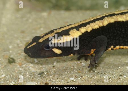 Gros plan détaillé sur un adulte coloré du Triton verruqueux du Laos, Paramesotriton laoensis Banque D'Images