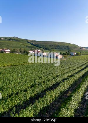 Vue aérienne du paysage viticole italien avec des vignes de vignobles par des collines ondulantes dans la campagne par Vo à Colli Euganei à Padoue Banque D'Images