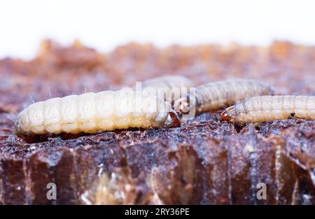 Vue détaillée de la larve de Galleria mellonella Banque D'Images