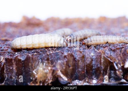 Vue détaillée de la larve de Galleria mellonella Banque D'Images