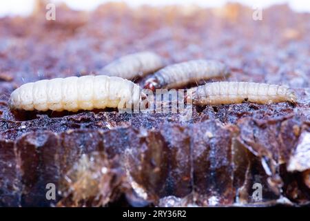 Vue détaillée de la larve de Galleria mellonella Banque D'Images