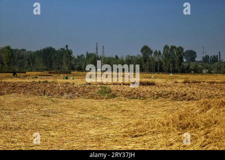 Srinagar, Inde. 28 septembre 2023. 28 septembre 2023, Srinagar Cachemire, Inde : les agriculteurs travaillent dans un champ de rizières pendant la saison de récolte à la périphérie de Srinagar. Cette année, la production de riz au Cachemire devrait diminuer en raison d’un important déficit pluviométrique et de températures exceptionnellement élevées en septembre, battant des records centenaires. L'Inde, le deuxième producteur mondial de riz, détient une part de marché mondiale de 40 %. Le 28 septembre 2023 à Srinagar Cachemire, Inde. (Photo de Firdous Nazir/Eyepix Group/Sipa USA) crédit : SIPA USA/Alamy Live News Banque D'Images