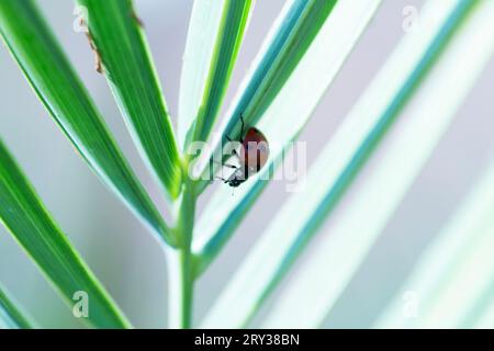 Mignonne coccinelle rampant sur les feuilles vertes Banque D'Images