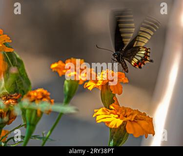 Un Mormon commun reposant sur une fleur avec ses ailes battantes Banque D'Images