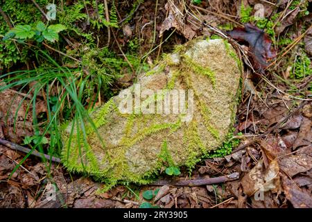 Petite mousse mince et longue attachée poussant sur un rocher ressemble à une vue rapprochée de feuillage de fougère dans la forêt au début de l'automne Banque D'Images