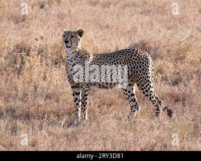 Vue d'un guépard alerte debout Banque D'Images