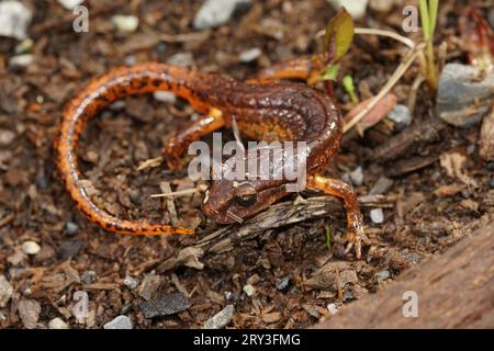 Gros plan naturel sur un mâle de la salamandre nord-californienne Ensatina escholtzii picta en position défensive Banque D'Images