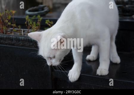 Salvador, Bahia, Brésil - 21 janvier 2015 : un chat blanc est vu sur les tombes du cimetière Campo Santo, dans la ville de Salvador, Bahia. Banque D'Images