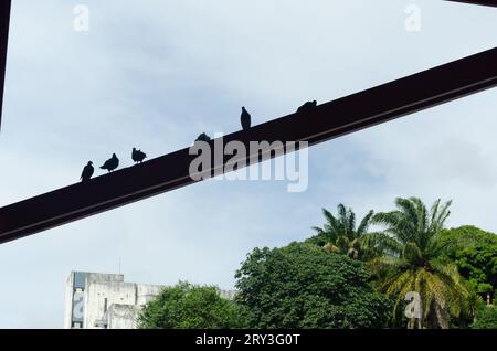 Groupe de pigeons au sommet d'un pilier de fer contre le ciel bleu. La vie sauvage Banque D'Images