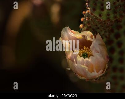 Fleur rose pastel avec étamines jaunes sur un cactus aveugle en fleurs de poire de Barbarie avec sa jeune fleur de corail et ses glochidées rouges dangereuses. Banque D'Images