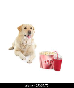 Chien Labrador mignon avec seau de pop-corn et tasse de soda couché sur fond blanc Banque D'Images