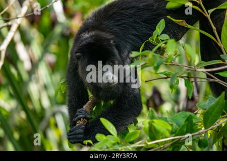 Le singe hurleur noir du Yucatan, Alouatta pigra, en voie de disparition, repose dans un arbre du zoo de Belize. Cette espèce est originaire du Belize. Banque D'Images