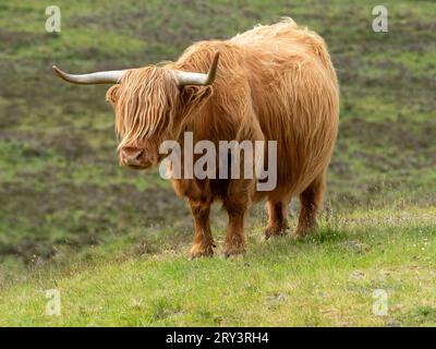 Vache des Highlands sur l'île de Skye, en Écosse Banque D'Images