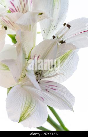 Les fleurs d'un lys inca sont pulvérisées avec du pollen. Banque D'Images