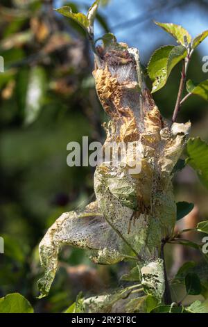 L'hermine de pommier s'est enroulée autour de la branche d'un pommier. De nombreuses chenilles sont visibles Banque D'Images