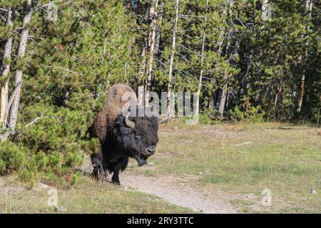 Bison américain broutant dans le parc national de Yellowstone, Wyoming Banque D'Images