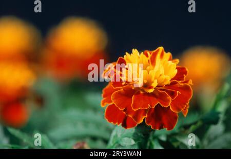 Souci français (Tagetes patula hybride) Banque D'Images