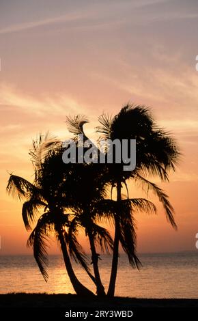 Palmiers au coucher du soleil, île de Sanibel, Floride, États-Unis Banque D'Images