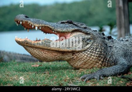 Alligator américain (Alligator mississippiensis), Parc national des Everglades, Floride, États-Unis Banque D'Images