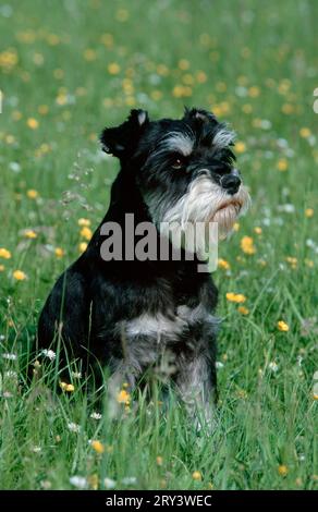 Schnauzer nain noir et argent, Banque D'Images