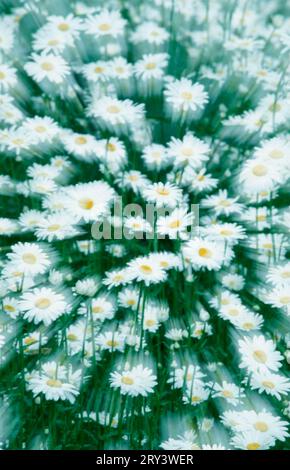 Leucanthemum vulgare (chrysanthemum vulgare) Banque D'Images