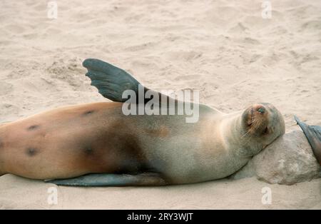 Otarie à fourrure d'Afrique du Sud (Arctocephalus pusillus), Cape Cross, otarie à fourrure pygmée, otarie à fourrure du cap, Namibie Banque D'Images