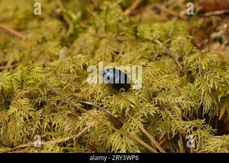 Anoplotrupes stercorosus famille Geotrupidae genre Anoplotrupes Woodland dor Beetle nature sauvage insecte papier peint, photographie, image Banque D'Images