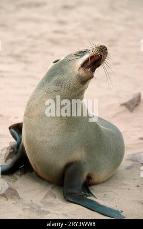 Otarie à fourrure sud-africaine (Arctocephalus pusillus), femelle, du Cap Cross, otarie à fourrure pygmée, otarie à fourrure du cap, Namibie Banque D'Images