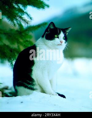 Chat domestique, noir, blanc dans la neige Banque D'Images