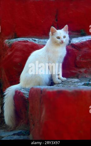 Chat blanc sur les escaliers rouges Banque D'Images