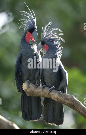 Palm Cockatoos, paire (Probosciger atterimus) Banque D'Images